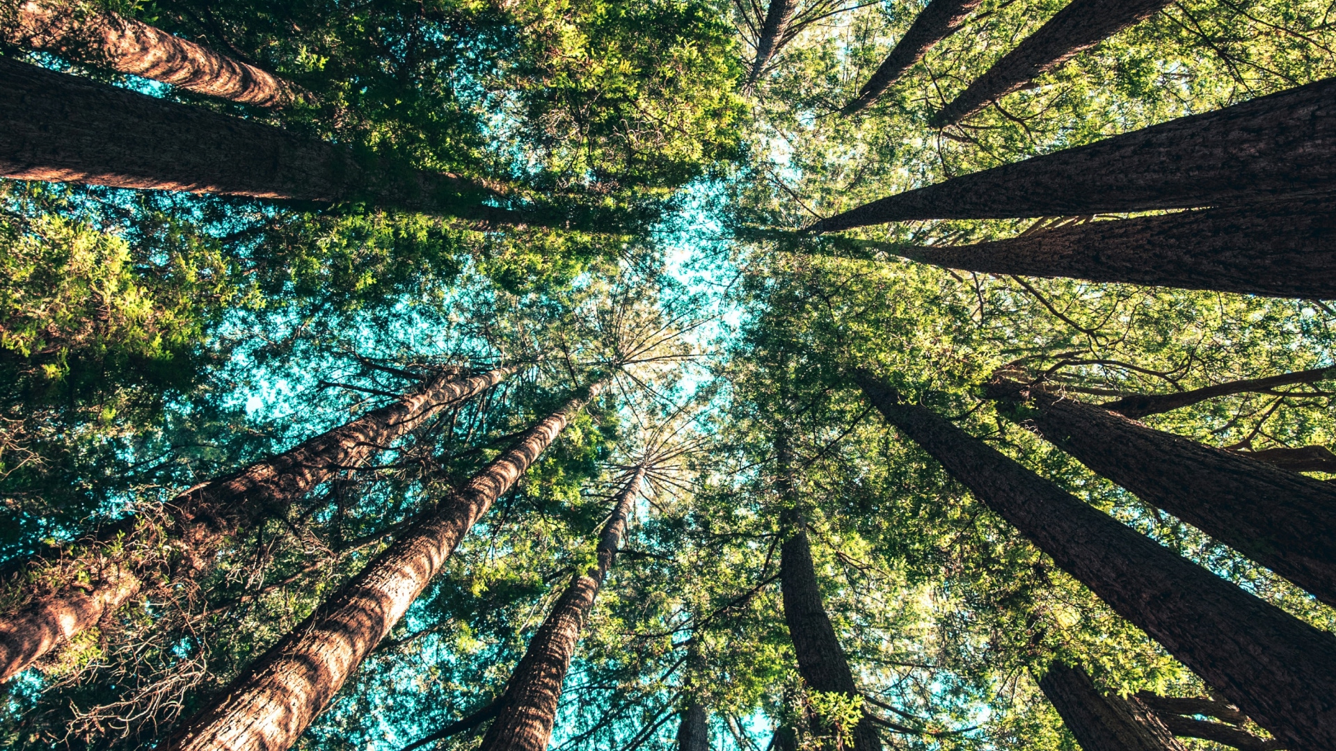 Yoga&Brunch - sound of nature