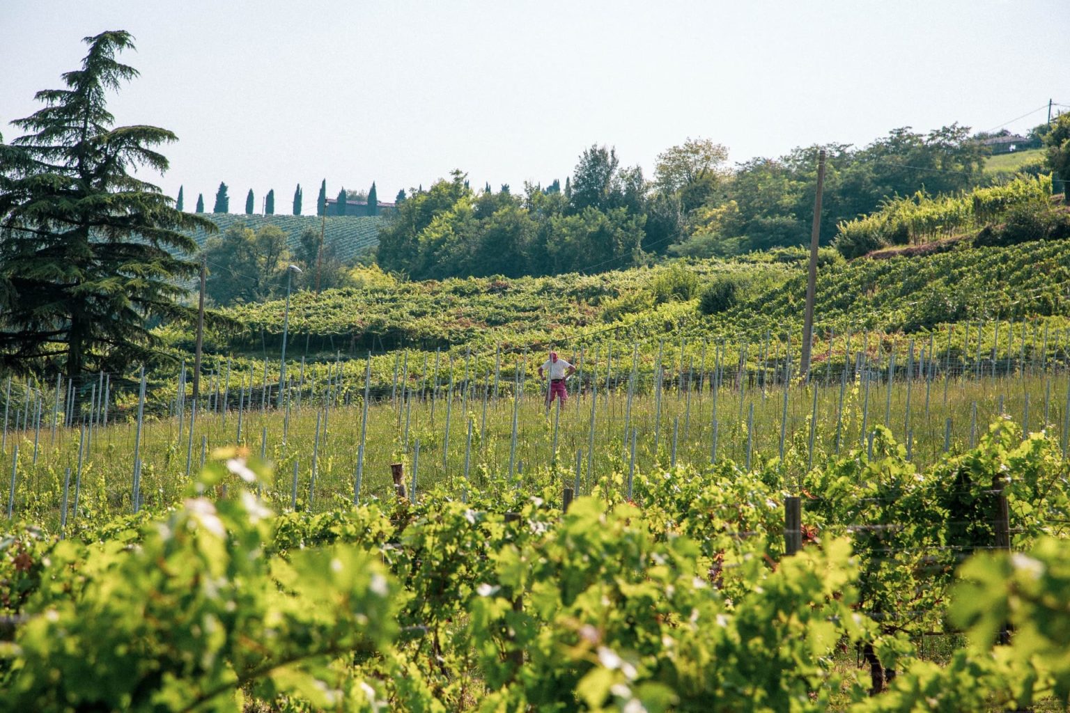 Tenuta Iris